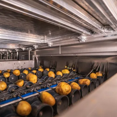 Processing-Grade Potatoes