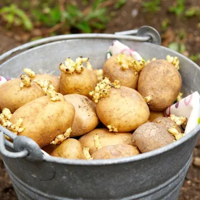 Seed Potatoes